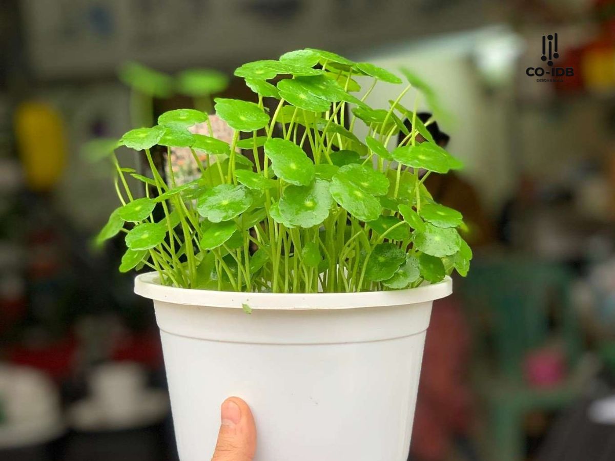 Cây Cỏ Đồng Tiền khiến không gian làm việc trở nên tinh tế