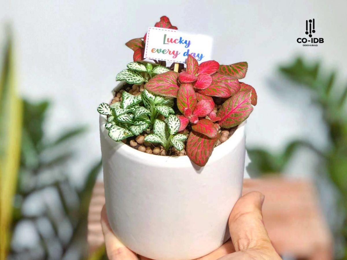 Gợi ý một số loại cây cho người tuổi Dần mệnh Hỏa