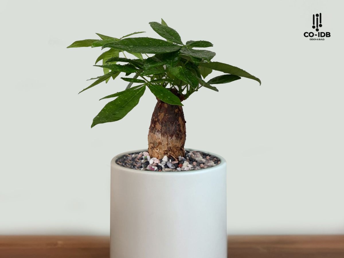 Cây Kim Ngân giúp không gian làm việc của người mệnh Thủy cân bằng