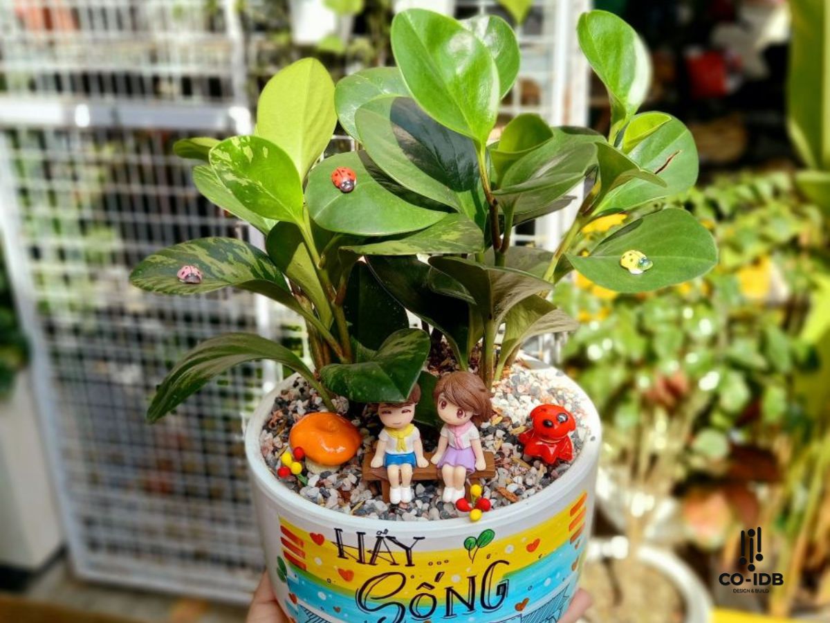 Tìm hiểu về các loại cây phong thủy cho văn phòng
