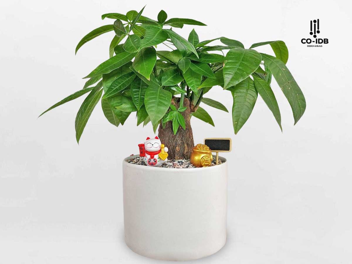 Cây Kim Ngân giúp chủ nhân suy nghĩ sáng suốt và thấu đáo